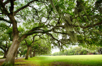 savannah-trees-moss_400x260